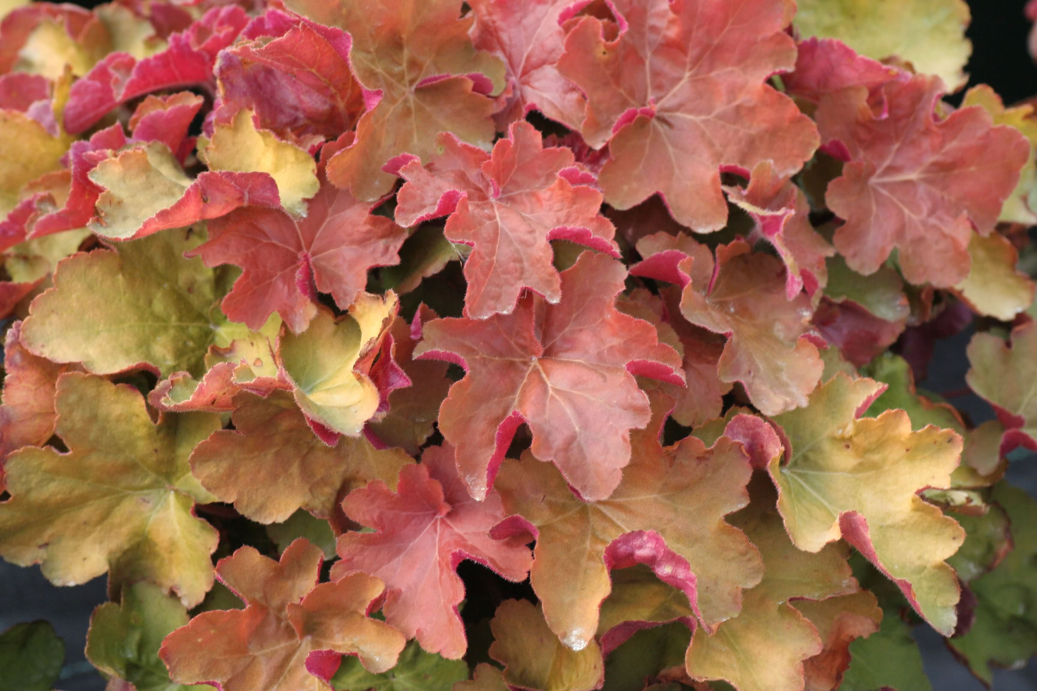 Heuchera villosa 'Caramel'